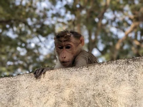 Monkey sitting on the tree in the forest Stock Photos
