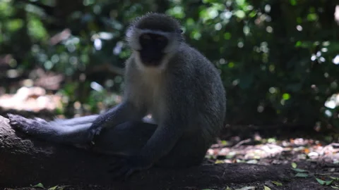 Monkey sitting on tree on ground in forest and chewing. Mammal going away Stock Footage 196195594
