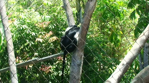 Monkey sitting in tree  HD Stock Footage 484938