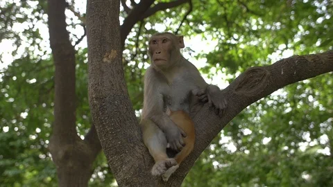 Monkey sitting in a tree holding a cat Stock Footage 92473712