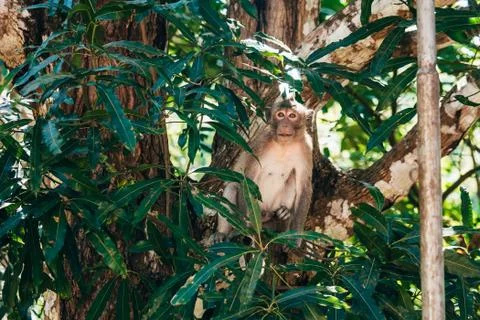 Monkey sitting on a tree in the jungle Stock Photos