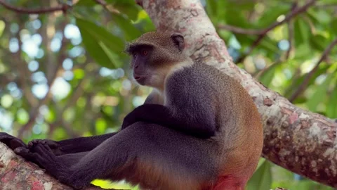 Monkey sitting in a tree in Kenya, warm natural light Stock Footage 327980269