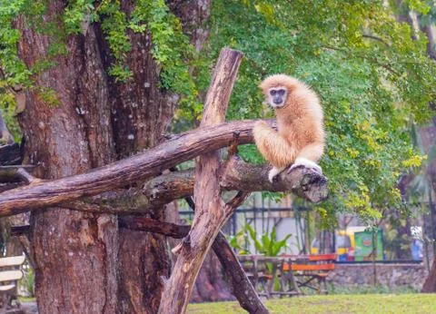 Monkey sitting on a tree looking down Stock Photos