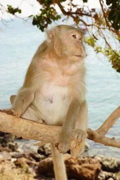 Monkey sitting on tree looking to left Stock Photos