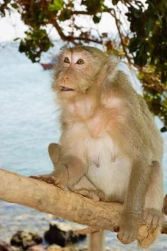 A monkey is sitting on a tree looking into the right Stock Photos