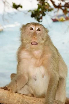 A monkey sitting on a tree looking straight Stock Photos