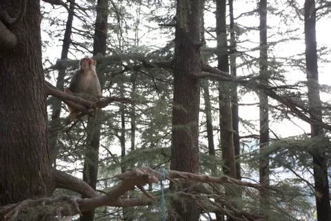 Monkey Sitting in a Tree, McLeod Ganj, Dharamsala, Himachal Pradesh, India Stock Photos