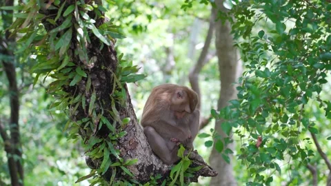 Monkey sitting on the tree Mountain Stock Footage 156817379