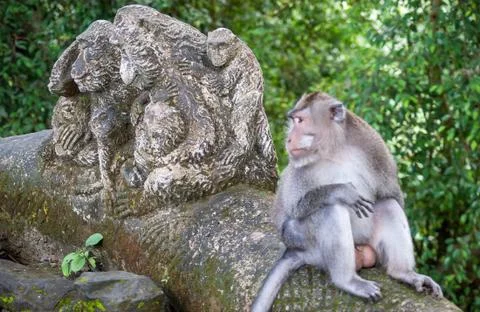 Monkey sitting on a tree next to a stone sculpture with the same shape Stock Photos
