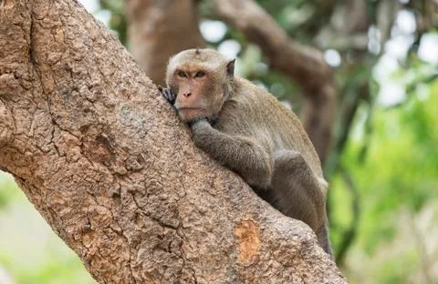 Monkey sitting on tree Foto stock