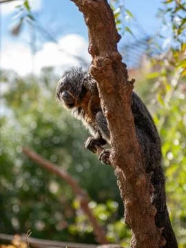 Monkey sitting on tree Stock Photos