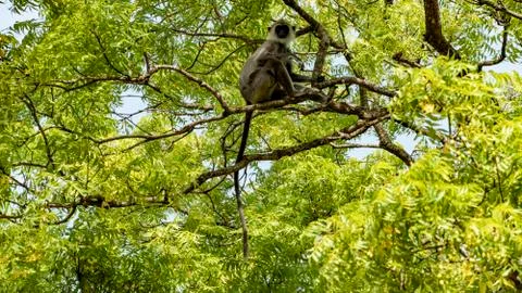 Monkey Sitting On The Tree Stock Photos