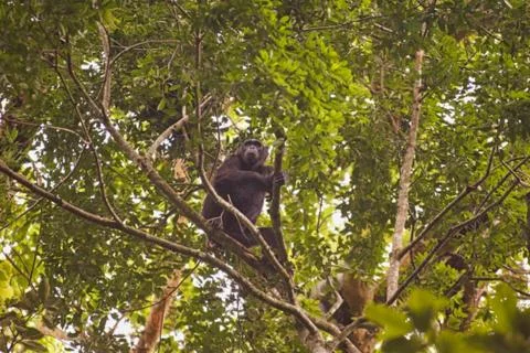 A monkey is sitting on a tree Stock Photos