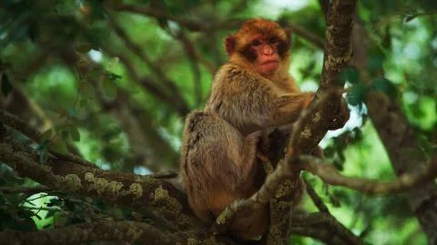 A monkey sitting in a tree Stock Photos