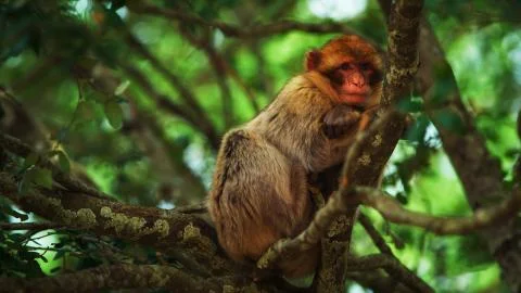 A monkey sitting in a tree Stock Photos