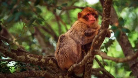 A monkey sitting in a tree Stock Photos
