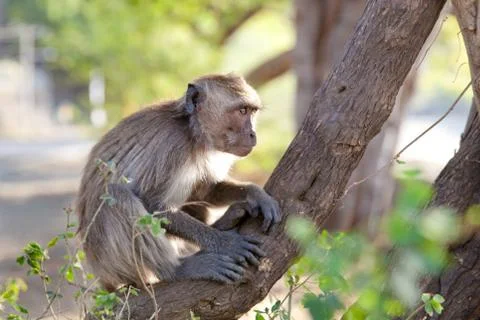 Monkey sitting in a tree. Stock Photos