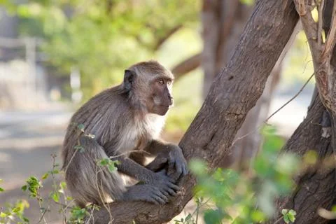 Monkey sitting in a tree. Stock Photos