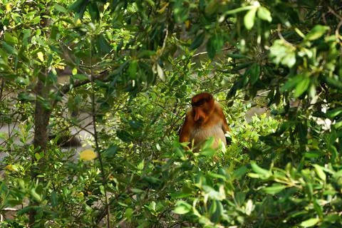 Monkey sitting on a tree Foto stock