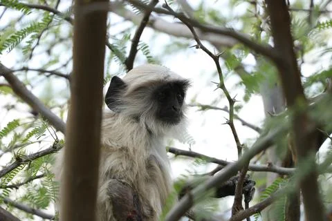 Monkey sitting on tree. Stock Photos