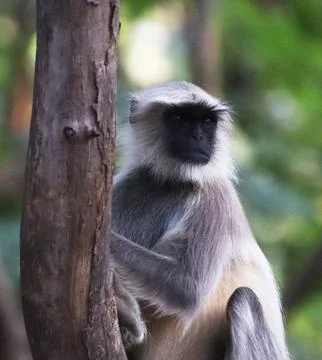 Monkey sitting on the tree Stock Photos