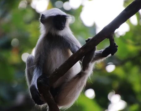 Monkey sitting on tree Stock Photos