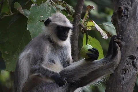 Monkey sitting on a tree Foto stock