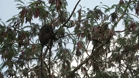 Monkey Sitting in Tree Profile View Kenya Wildlife Stock Footage 333216941