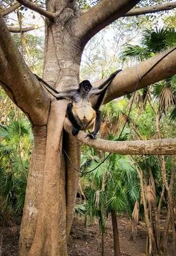 Monkey sitting on the tree railing Stock Photos