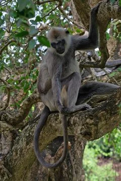 Monkey sitting on the tree, Sri Lanka Stock Photos
