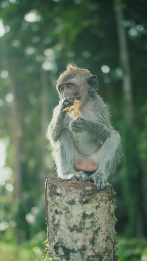 Monkey sitting on tree stump eating banana peel Stock Footage 308963824