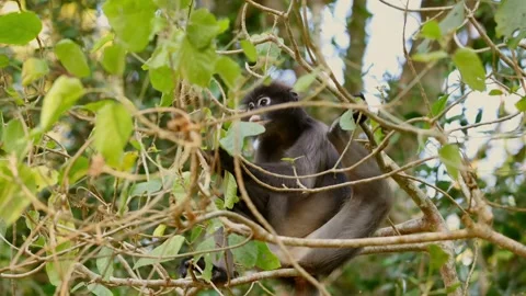 Monkey sitting in tree surrounded by green leaves in forest setting Stock Footage 303818181