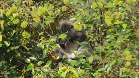 Monkey sitting in tree surrounded by lush green leaves, eating fruit. Stock Footage 290780917
