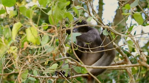 Monkey sitting in tree, surrounded by lush green leaves, tropical Stock Footage 303820014