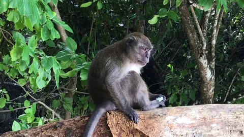 Monkey sitting on Tree in Thailand Vidéo 76941507