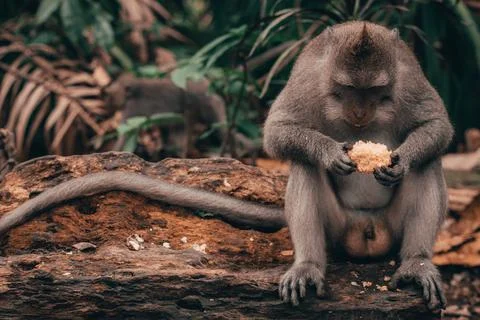 Monkey sitting on a tree trunk holding food in its hands and looking at it in Ba Stock Photos