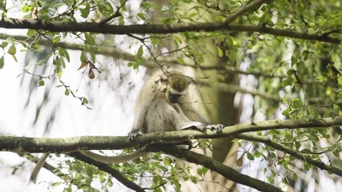 Monkey sitting in a tree in Uganda Africa Stock Footage 301883136