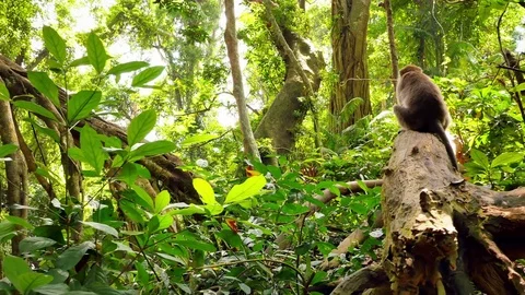 Monkey sitting on tree in wilderness of Indonesia jungle forest at sunny day Stock Footage 84997579