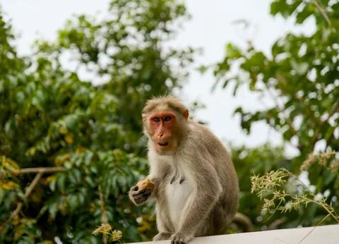 Monkey sitting on the wall and eating a vada Stock Photos
