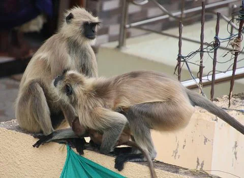 Monkey sitting on the wall and other monkeys holding their baby Foto stock