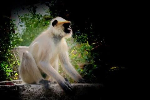 The monkey is sitting on the wall and rest time in morning. Stock Photos