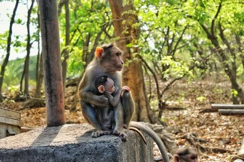Monkey sitting on a wall carrying her baby on her lap Stock Photos