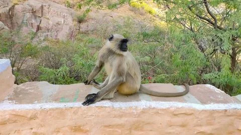 Monkey sitting on the wall, close up view Stock Photos