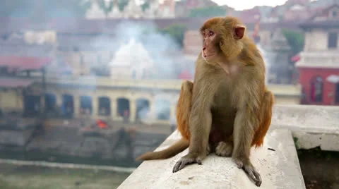 Monkey sitting on wall Stock Footage 32422019