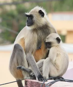 Monkey sitting on the wall holding its baby Stock Photos