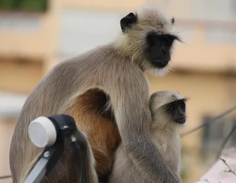 Monkey sitting on the wall holding its baby Stock Photos