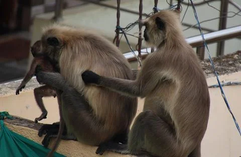 Monkey sitting on the wall holding its baby Stock Photos