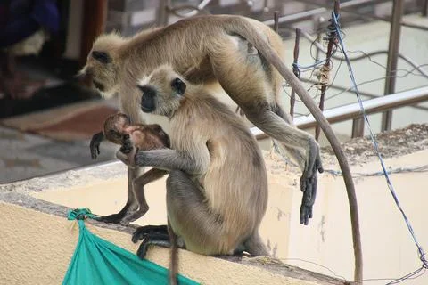 Monkey sitting on the wall holding its child and other monkeys jumping Stock Photos