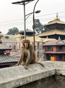 Monkey sitting on the wall, monkey sitting on the stone Фото