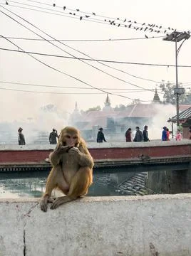 Monkey sitting on the wall, monkey sitting on the stone Stock Photos